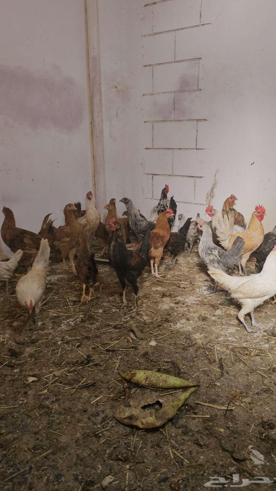 Local chicken for sale63019307515778113