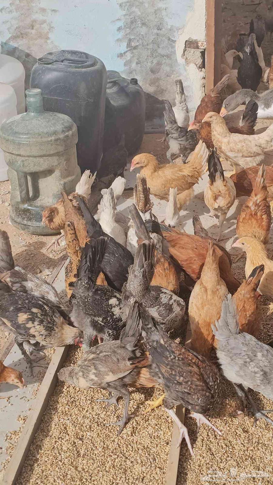 Local chicken for sale63019307515778111