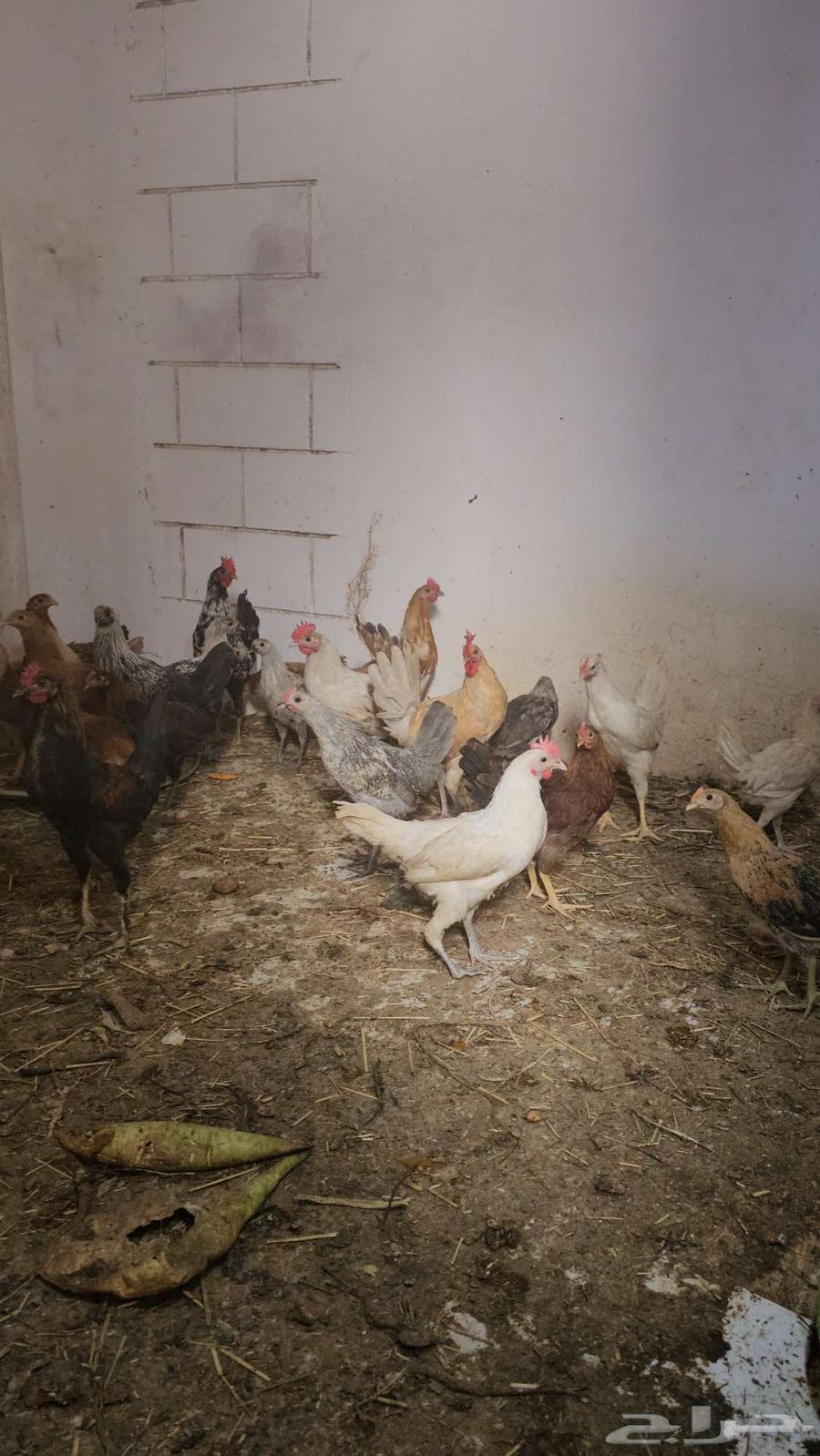 Local chicken for sale63019307515778114