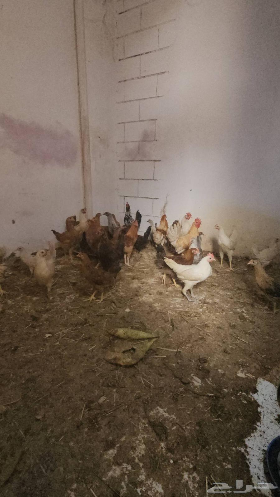 Local chicken for sale63019307515778112