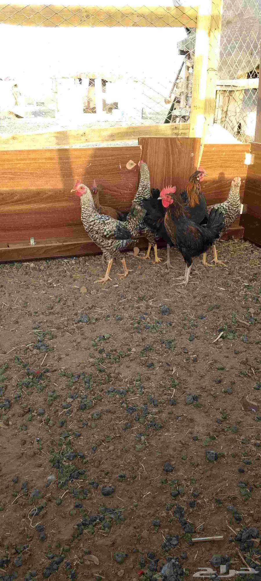 This is for sale63019786230915112