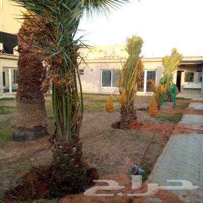 Fruitful palm for sale, Al-Khlas sugar dates, Ajwah Hilali Majdool Sukari, Washingtonian63018399379203112