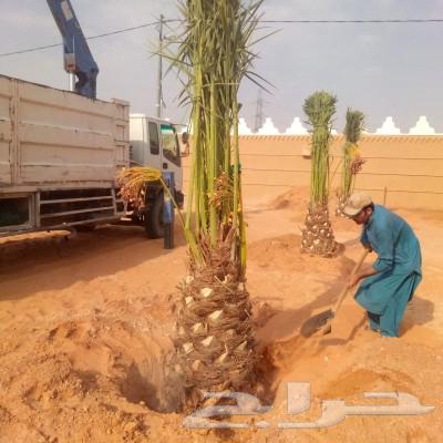 Fruitful palm for sale, Al-Khlas sugar dates, Ajwah Hilali Majdool Sukari, Washingtonian63018399379203113