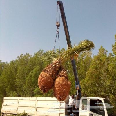 Fruitful palm for sale, Al-Khlas sugar dates, Ajwah Hilali Majdool Sukari, Washingtonian63018399379203114