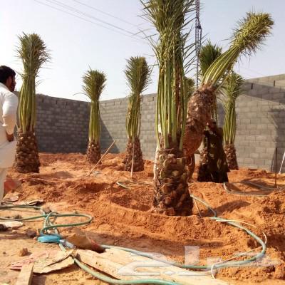 Fruitful palm for sale, Al-Khlas sugar dates, Ajwah Hilali Majdool Sukari, Washingtonian63018399379203111