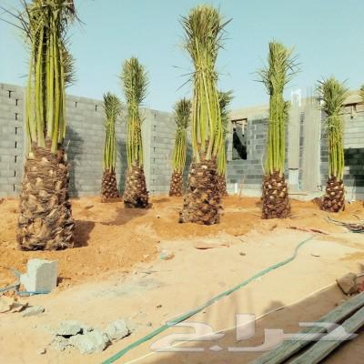 نخل مثمر للبيع اخلاص سكري برحي عجوه هلالي مجدول صقعي واشنطني63018399379203114