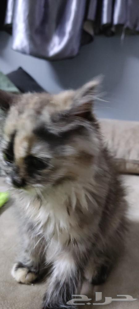 Cat for sale. The age is two months or three months.63019355218434111