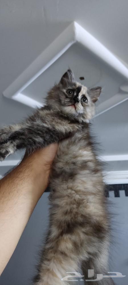Cat for sale. The age is two months or three months.63019355218434112