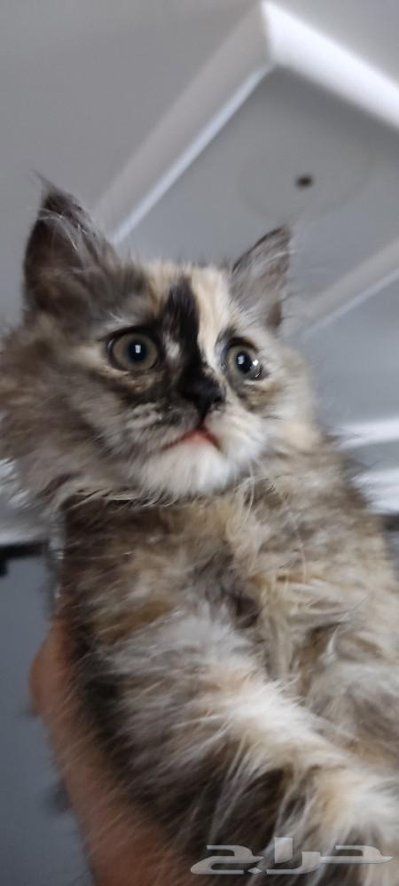 Cat for sale. The age is two months or three months.63019355218434113