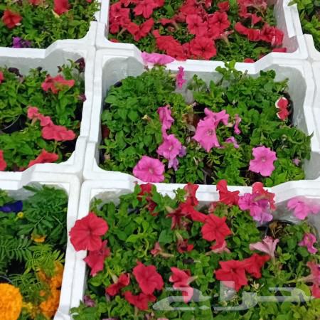 Garden layout63013412391041114