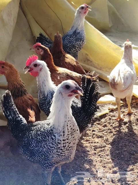 chicken63019349172739112