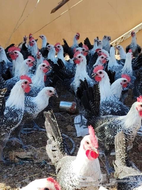 chicken63019349172739111