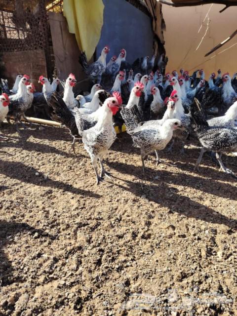 chicken630193491727391123