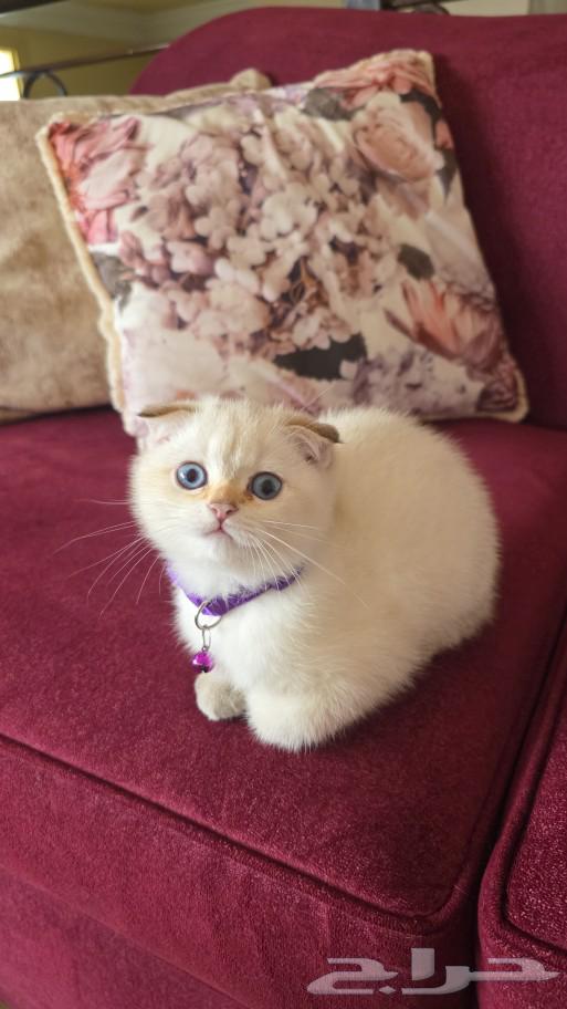Cat Scotch Pure for sale. Marah loves playing and children, knows the letter box well.63018869003265113