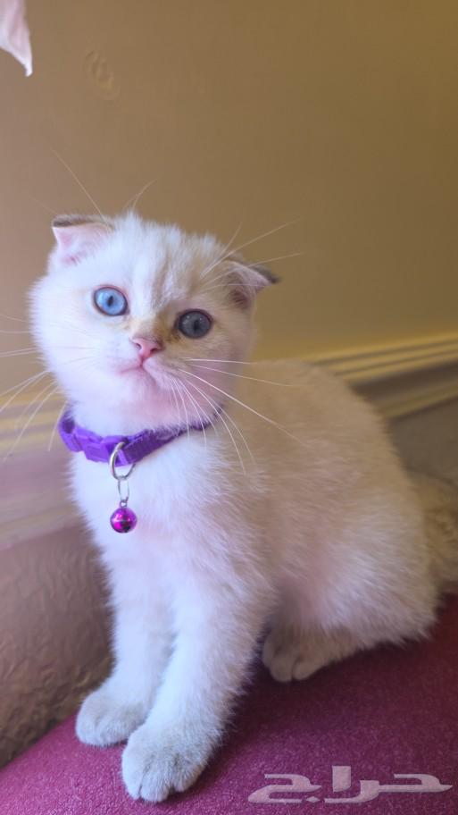 Cat Scotch Pure for sale. Marah loves playing and children, knows the letter box well.63018869003265111