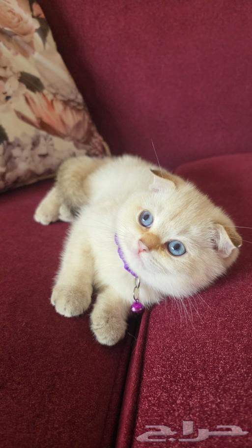 Cat Scotch Pure for sale. Marah loves playing and children, knows the letter box well.63018869003265112