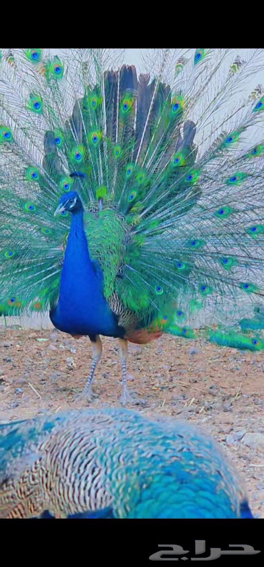 Peacocks for sale630198106035231124