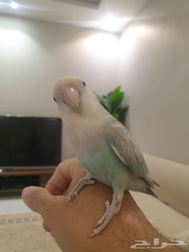 للبيع روز أليف63018432022529111