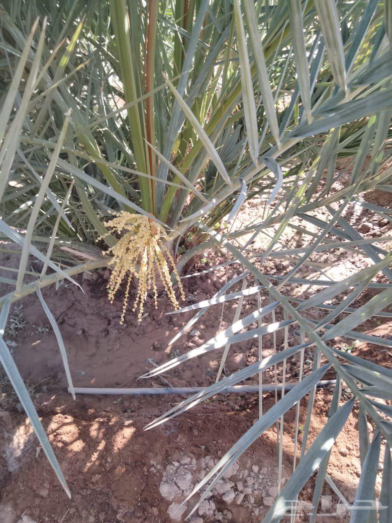 Date palm ..Coco... Available for sale and different types of date palms are also available63018409765378112