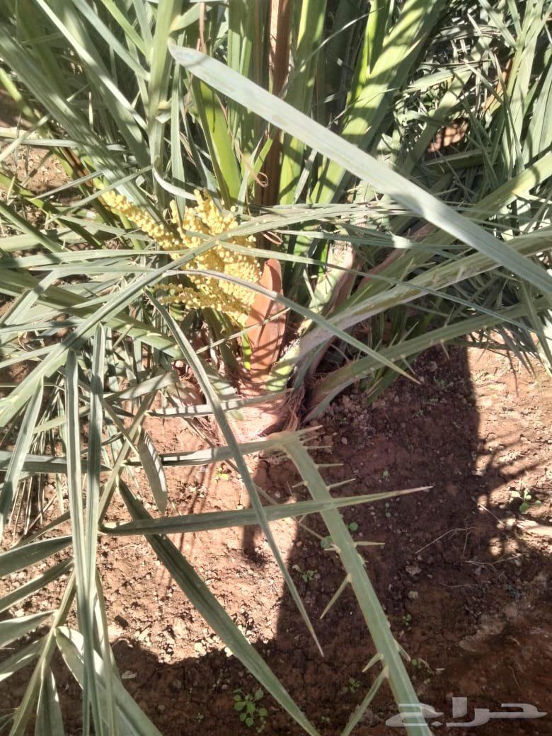 Date palm ..Coco... Available for sale and different types of date palms are also available63018409765378111
