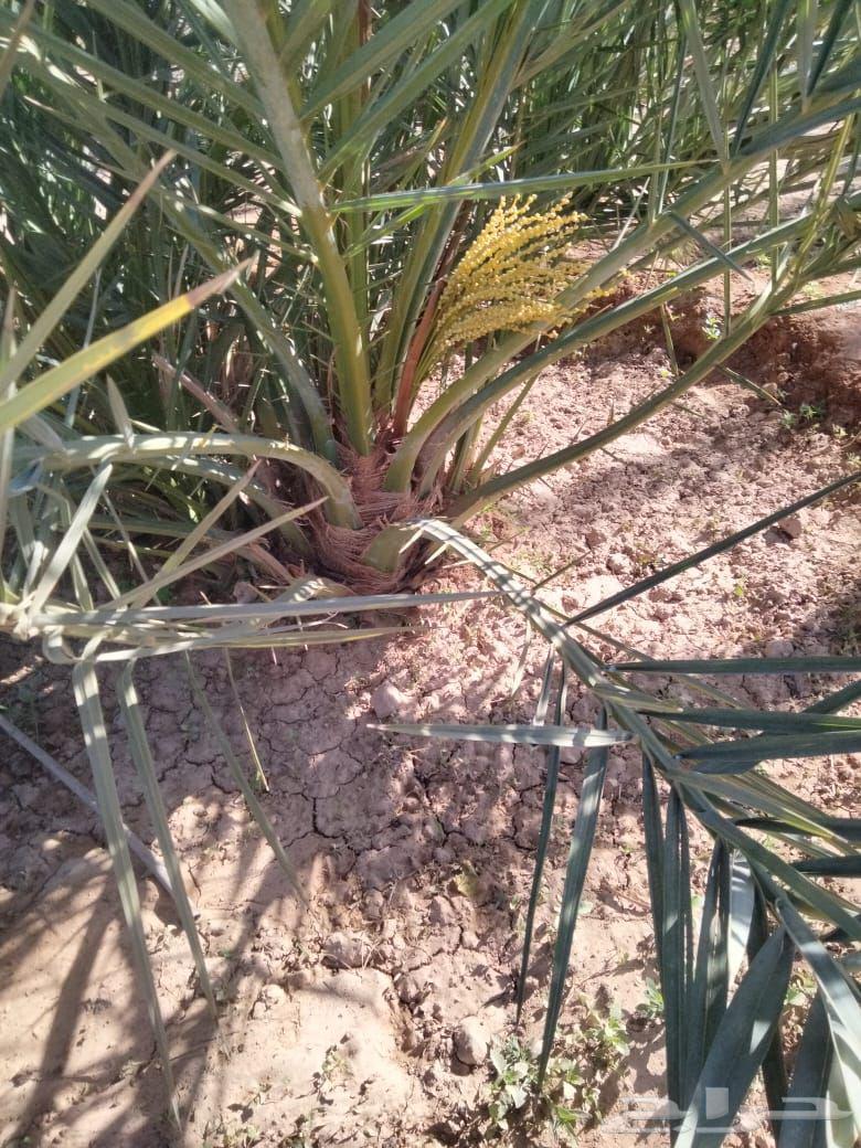 Date palm ..Coco... Available for sale and different types of date palms are also available63018409765378113