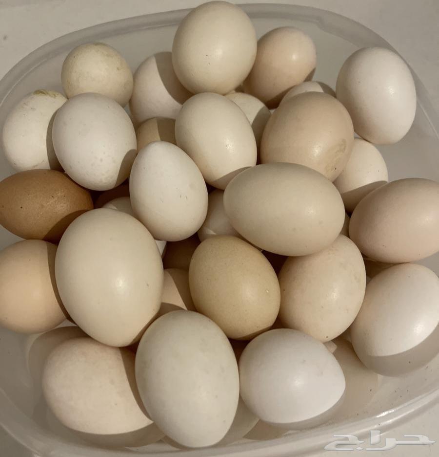 Local eggs63018863125505111