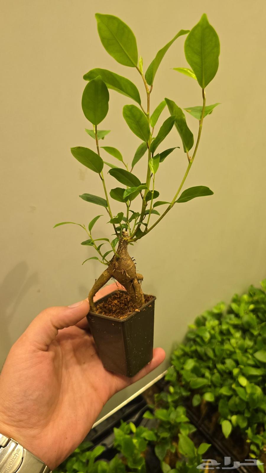 Bonsai plant63017582990593113