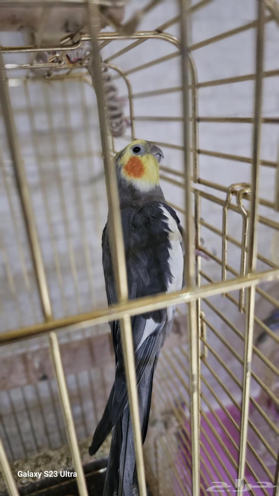 Hello everyone, I am Crown and I am very friendly.63014963235074111