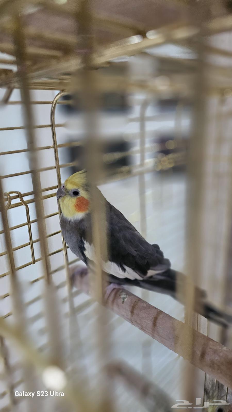 Hello everyone, I am Crown and I am very friendly.63014963235074113