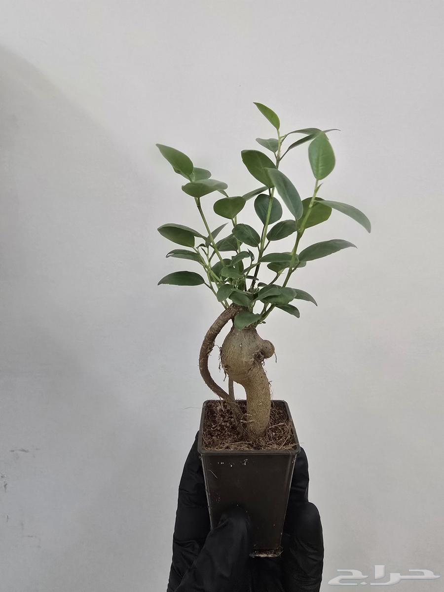 Bonsai plant63017582990593112