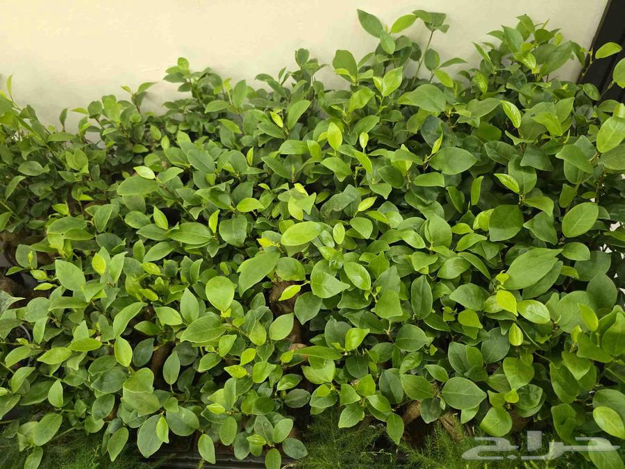 Bonsai plant63017582990593114
