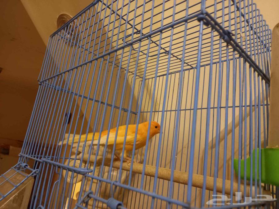 Male canary630154191539231126