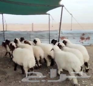 للبيع رخال نعيم فاااخره63016293270402111