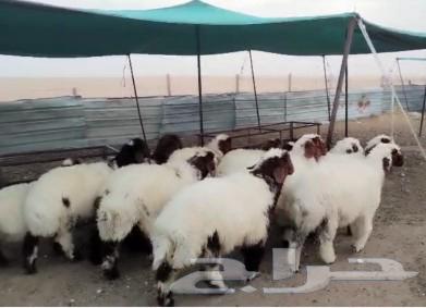 للبيع رخال نعيم فاااخره63016293270402113