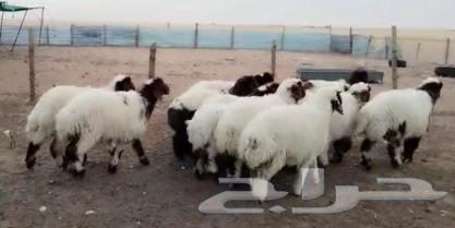 للبيع رخال نعيم فاااخره63016293270402112
