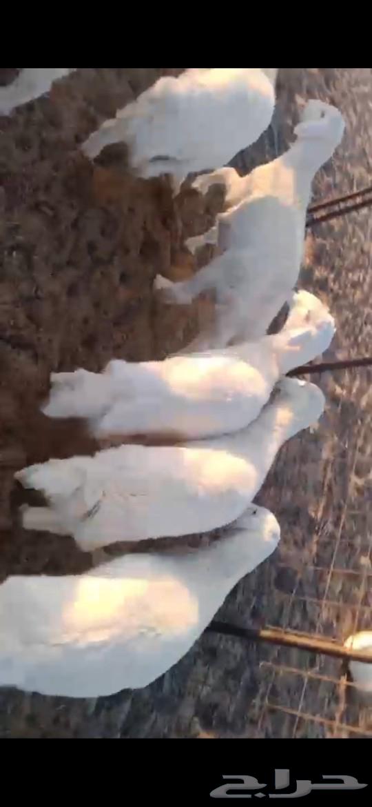 العرض الثاني.بهم حري 3 و4 شهور العدد 11 راس63017982691715111