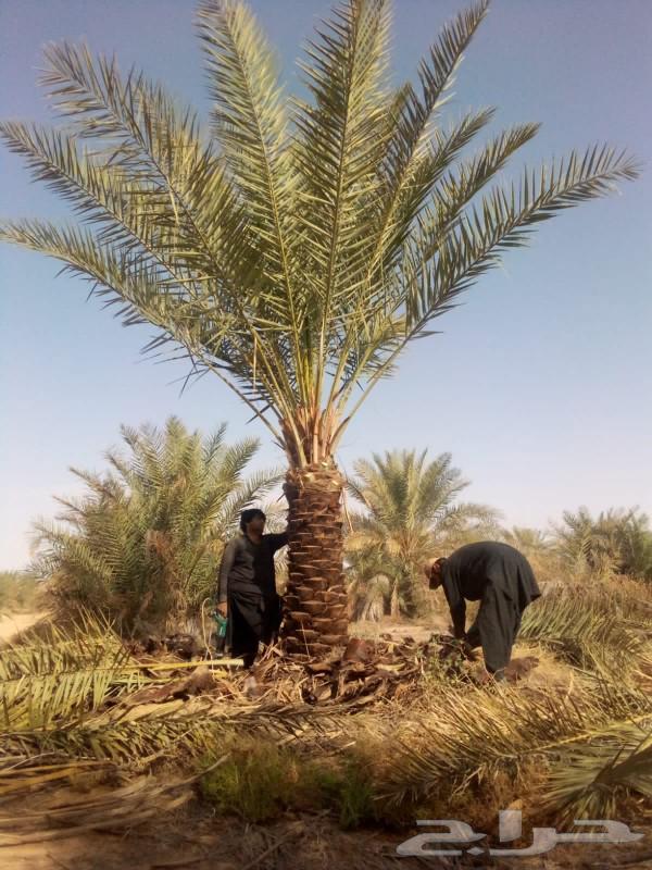 Fruitful palm trees for sale: Washingtonian and Arabic, Ikhlas, Saq'i, Hilali, Majdoul, Gharruthayn63017583227393114