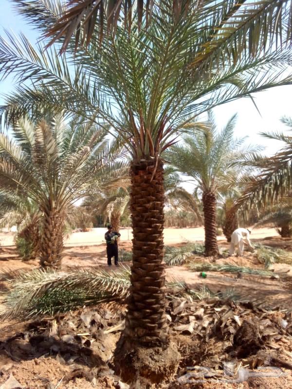 Fruitful palm trees for sale: Washingtonian and Arabic, Ikhlas, Saq'i, Hilali, Majdoul, Gharruthayn63017583227393111