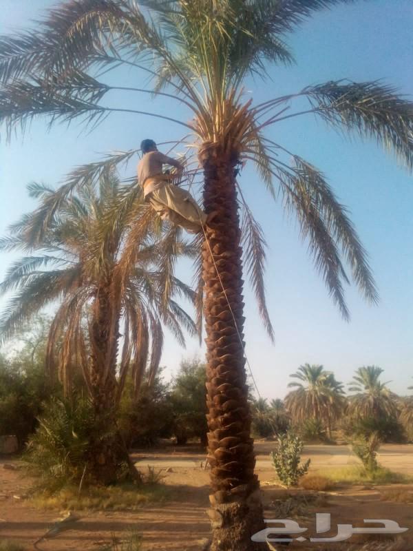 Fruitful palm trees for sale: Washingtonian and Arabic, Ikhlas, Saq'i, Hilali, Majdoul, Gharruthayn63017583227393112