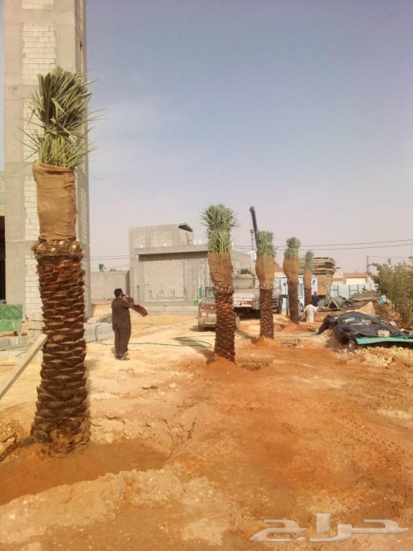 Fruitful palm trees for sale: Washingtonian and Arabic, Ikhlas, Saq'i, Hilali, Majdoul, Gharruthayn63017583227393113