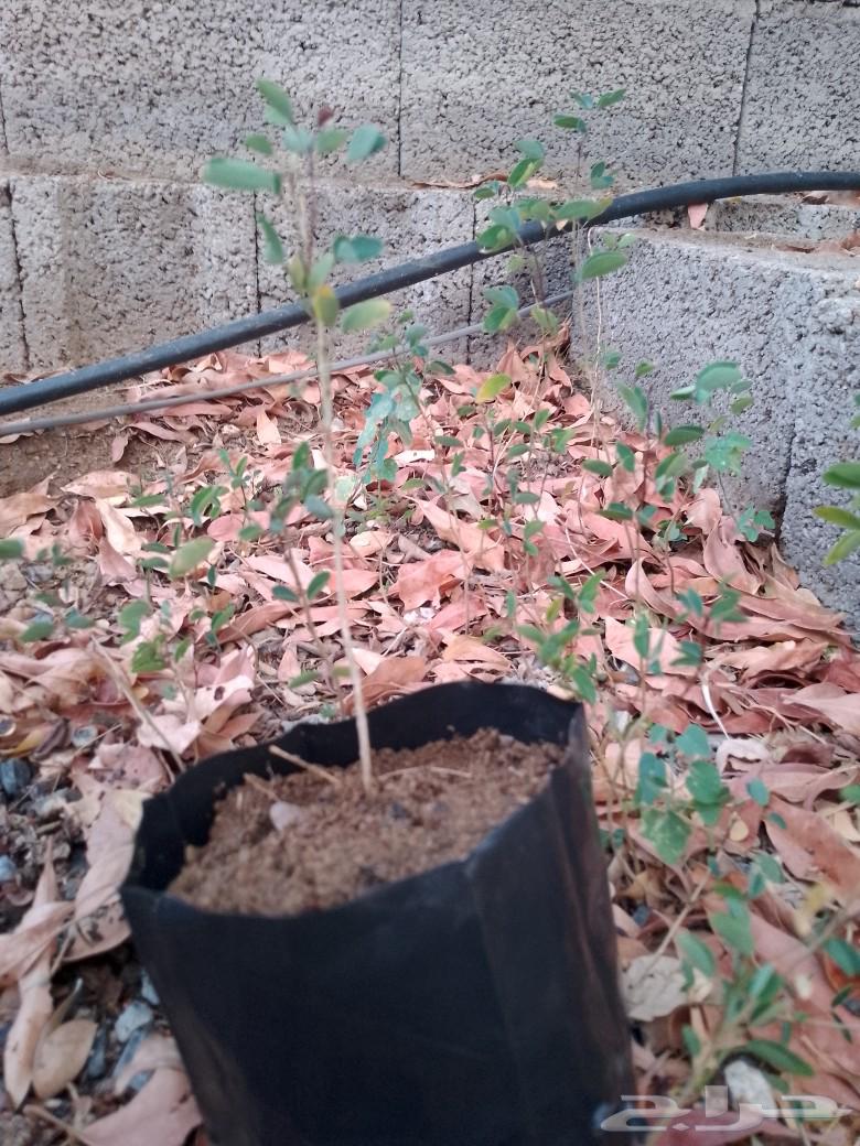 شتلات لوز هندي63016304036355111