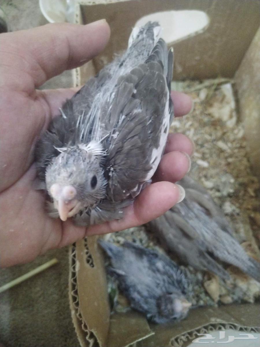 كروان هولندي وايت فيس فروخ غر632778608017951116