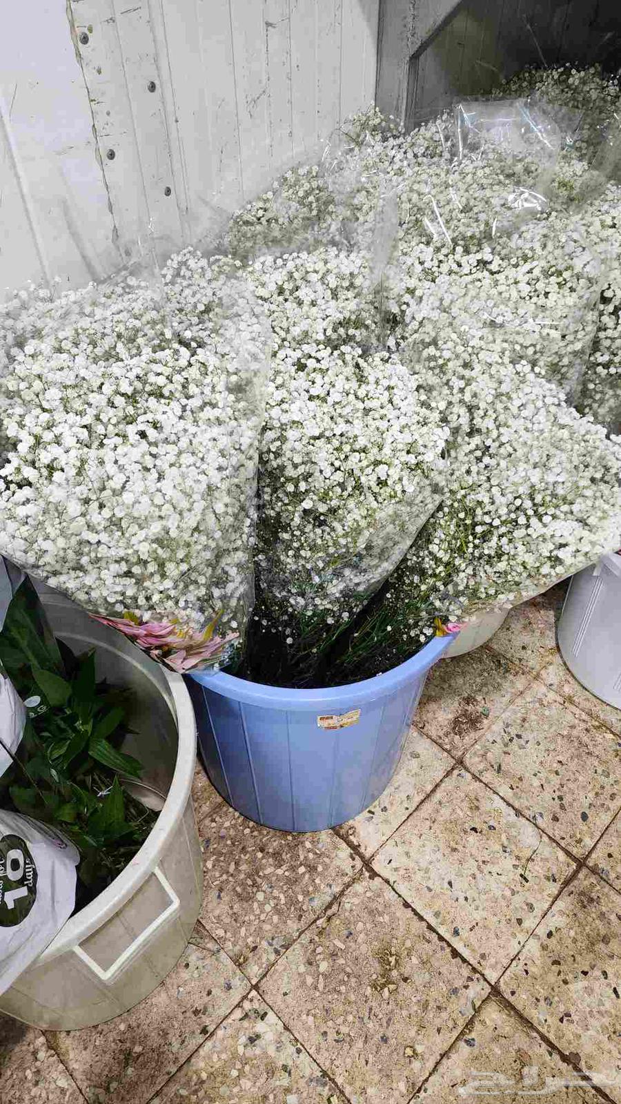 ورد طبيعي بالجمله 3 ريال63224533277057114