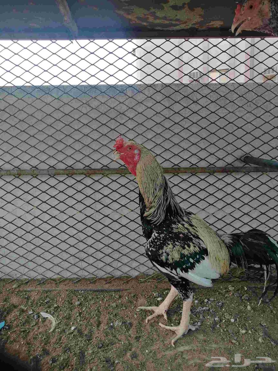 Pakistani rooster63534294184961113