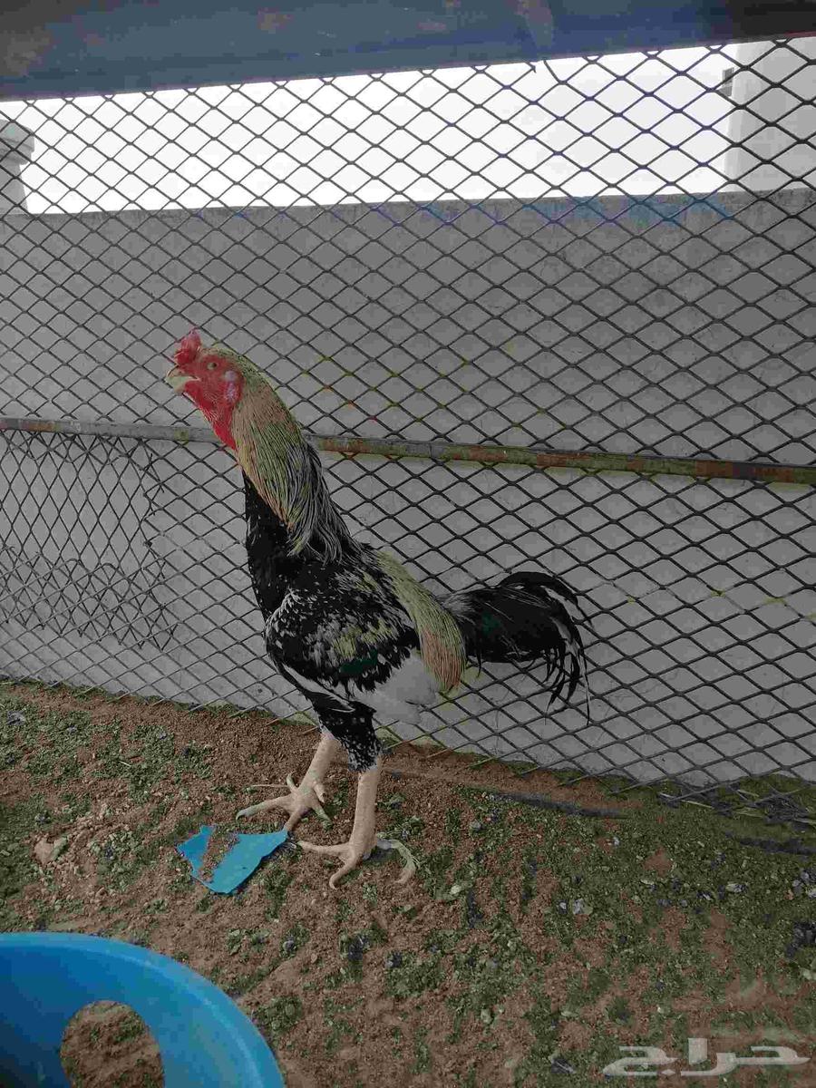 Pakistani rooster63534294184961114