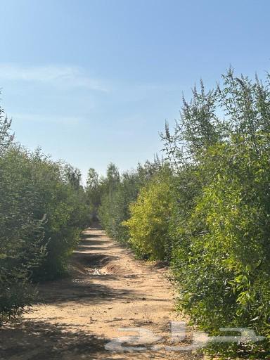 A rest area or farm for rent or sale, Al-Shuaybah Al-Maiah63441056466819113