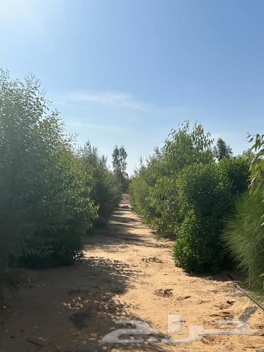A rest area or farm for rent or sale, Al-Shuaybah Al-Maiah63441056466819111