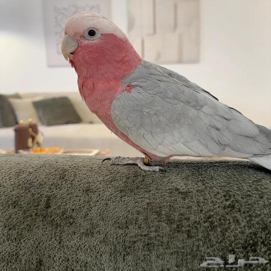 ببغاء كوكاتو جالا اليف63420899852673112