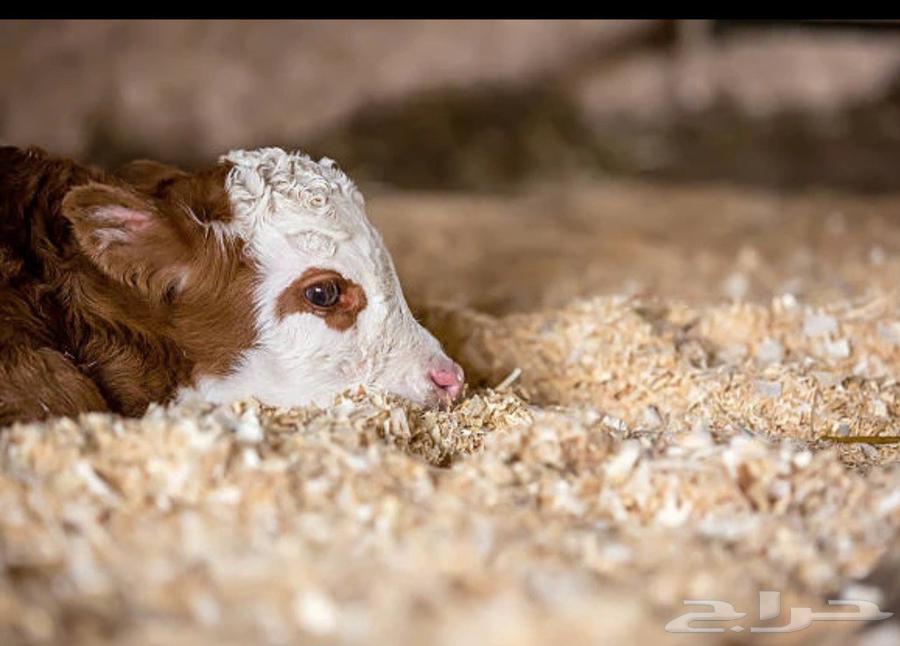 Excellent wood shavings, very very very good for horses, chickens, and birds for sale.63422263535873114
