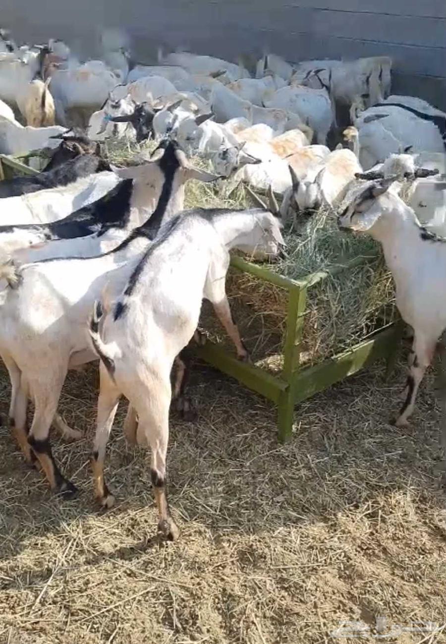 تيوس صومالية وزن 30 كيلو63421013010433117